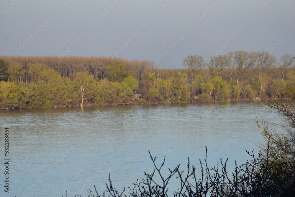 Danube shoreline with tall trees in autumn. Reflection of yellow trees in water