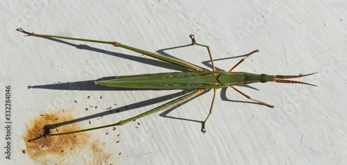 Silent Slant-Faced Grasshopper, Acrida cinerea, subfamily Acridinae, family Acrididae (the short-horned grasshoppers). photo