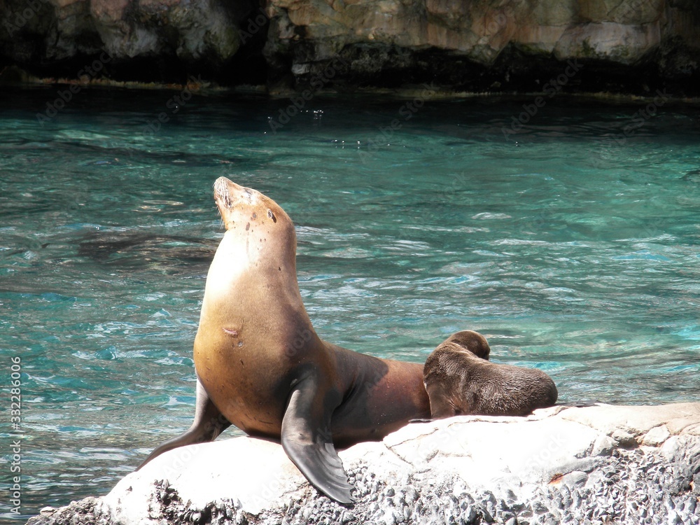 Obraz premium Sea Lion Pose