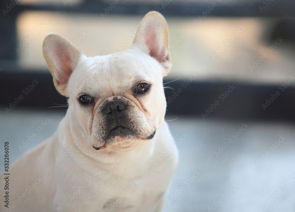 french bulldog in house for friendly french bulldog in house for friendly