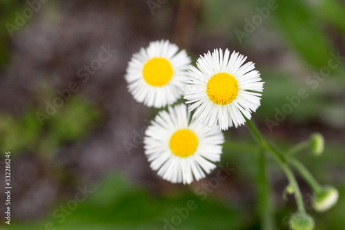 Three daisy flowers in the grass