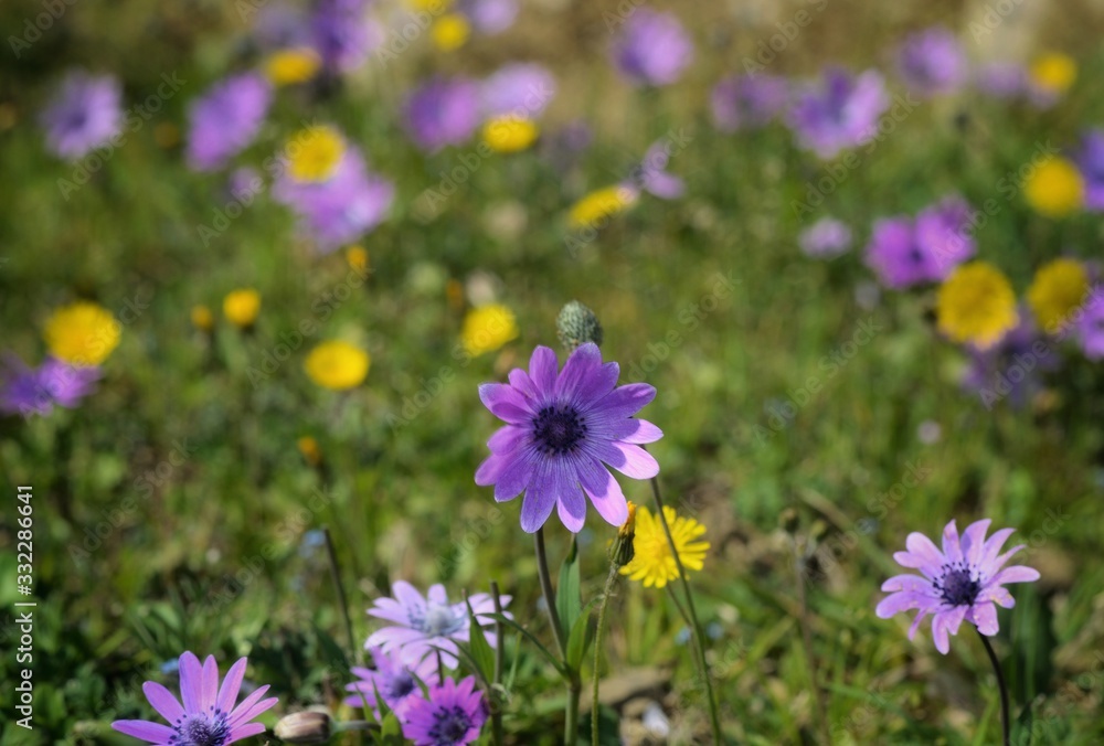 flowers in the garden