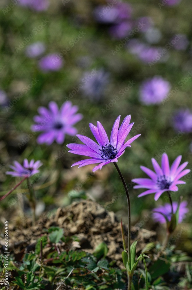 Anemone purple flowers in a field Anemone purple flowers in a field