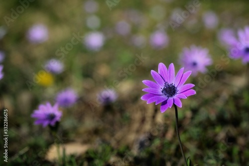 Anemone purple flowers in the country field