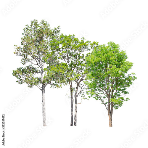 Group of tropical trees isolated on white background.