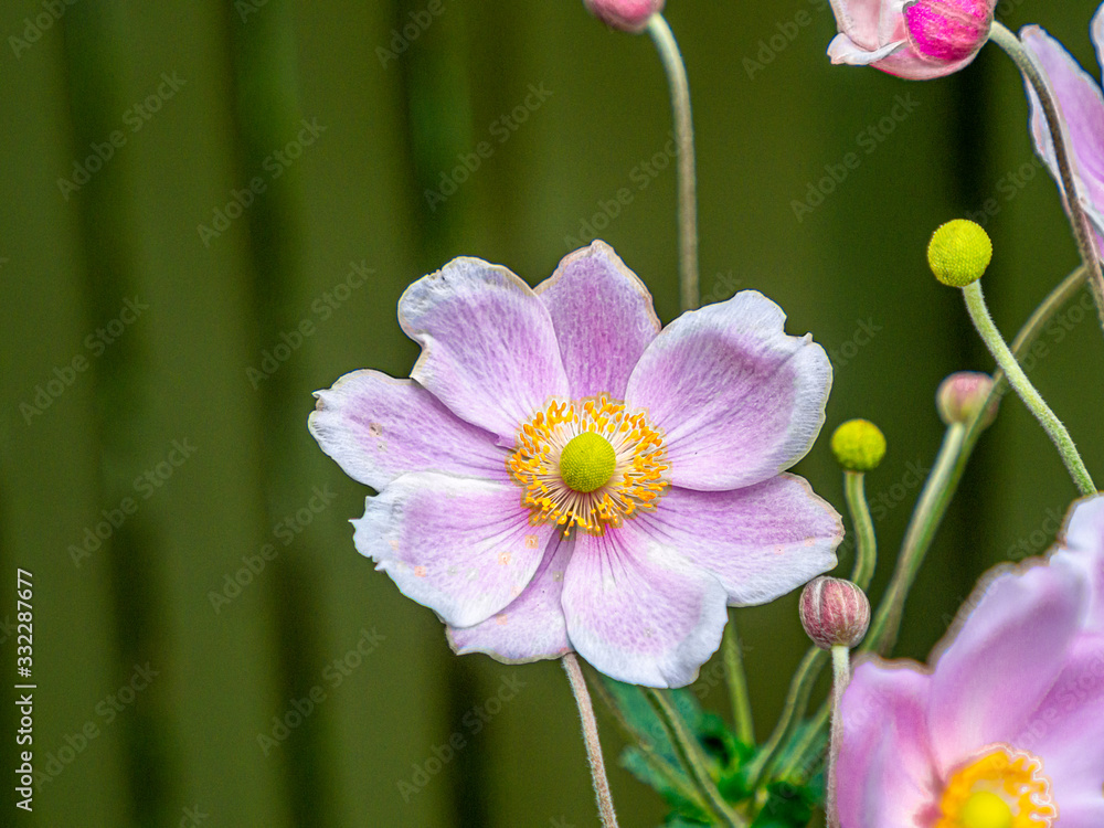 Fototapeta premium Pink Cosmos Eight Petals