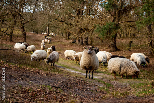 Herd of Drentse heather sheep in the forest of the national forest and esdorp landscape in the beautiful Drenthe woods in early spring