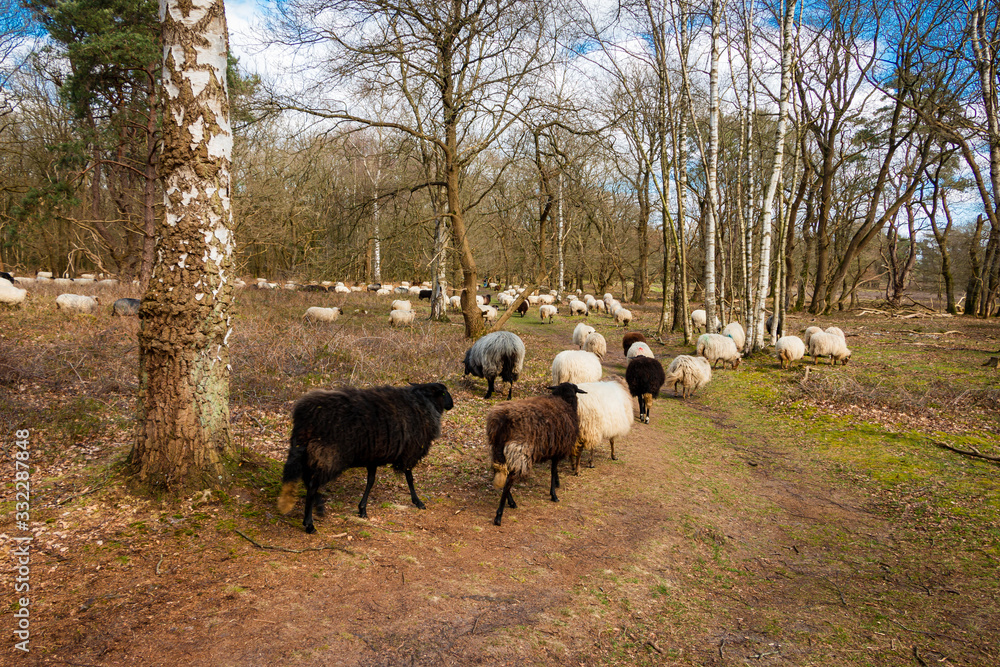 Herd of Drentse heather sheep in the forest of the national forest and esdorp landscape in the beautiful Drenthe woods in early spring Herd of Drentse heather sheep in the forest of the national forest and esdorp landscape in the beautiful Drenthe woods in early spring
