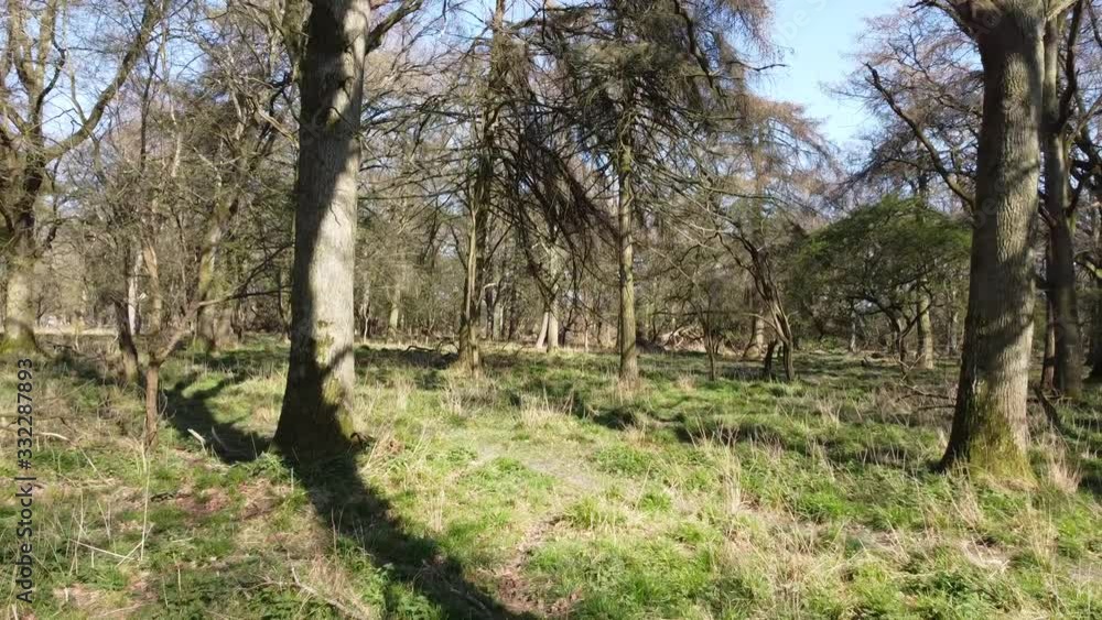 aerial video clip in the forest. Phoenix park. Dublin aerial video clip in the forest. Phoenix park. Dublin
