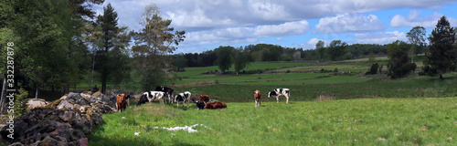 Cows out on the meadow during Summer in Sweden.