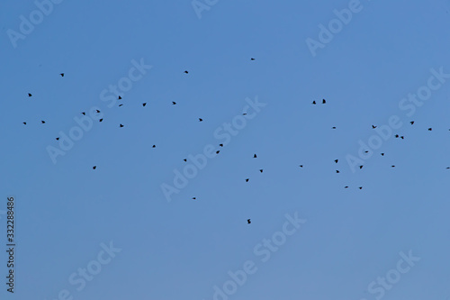 Obraz na płótnie bird PAJAROS CIELO w salonie