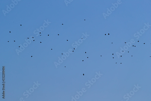 bird PAJAROS CIELO