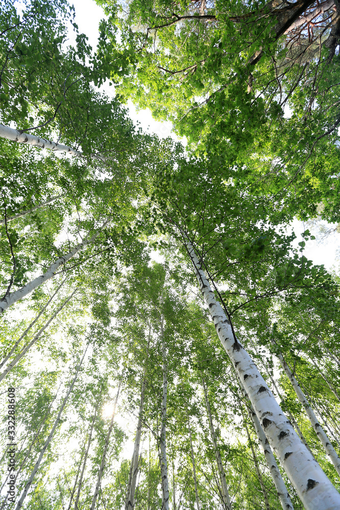 Fototapeta premium Grove of Birch Trees Photographs