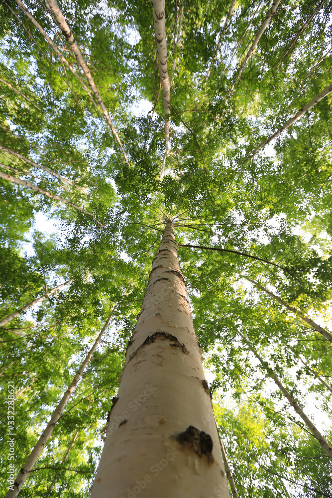 Fototapeta premium Grove of Birch Trees Photographs