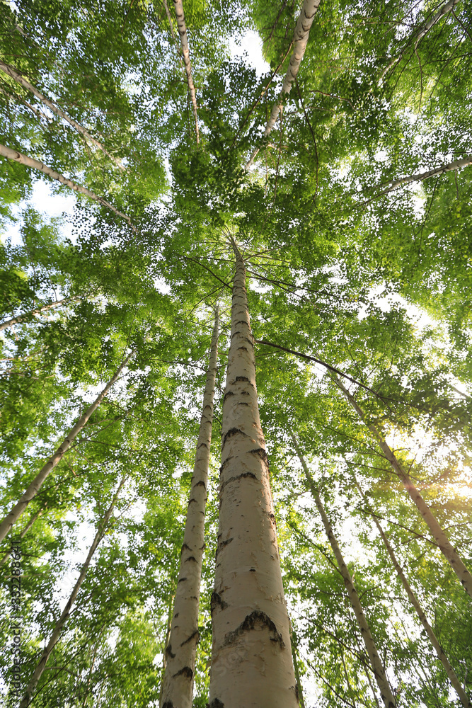 Fototapeta premium Grove of Birch Trees Photographs 