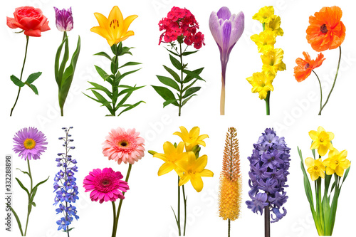 Spring collection of flowers rose, crocus, hyacinth, aster, lily, eremurus, poppy, phlox, tulip, daffodil, gladiolus, delphinium isolated on a white background