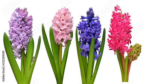 Collection hyacinth flower head isolated on a white background. Spring time. Easter holidays. Garden decoration, landscaping. Floral floristic arrangement. Flat lay, top view photo