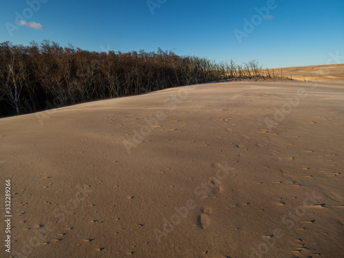 Moving dunes near Debki, at the shore of Baltic Sea.