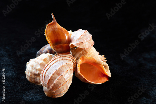 set seashells nautilus close-up on a black background tropical background design