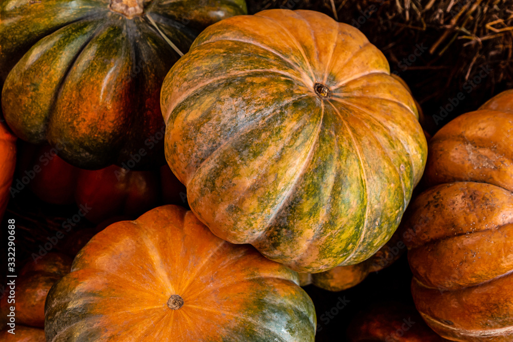 autumn design harvest seasonal vegetables yellow-orange mini pumpkin three background design