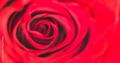 Beautiful red rose, macro, front view, selective focus