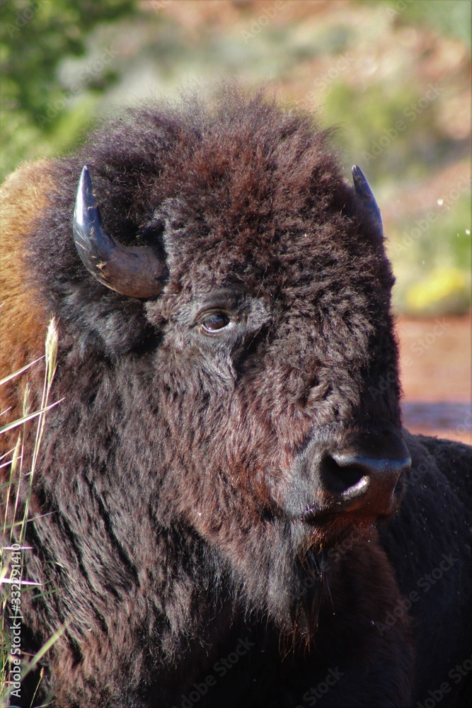 Fototapeta premium Beautiful Buffalo in the Caprock Canyon State Park Near the Quitaque, Texas 