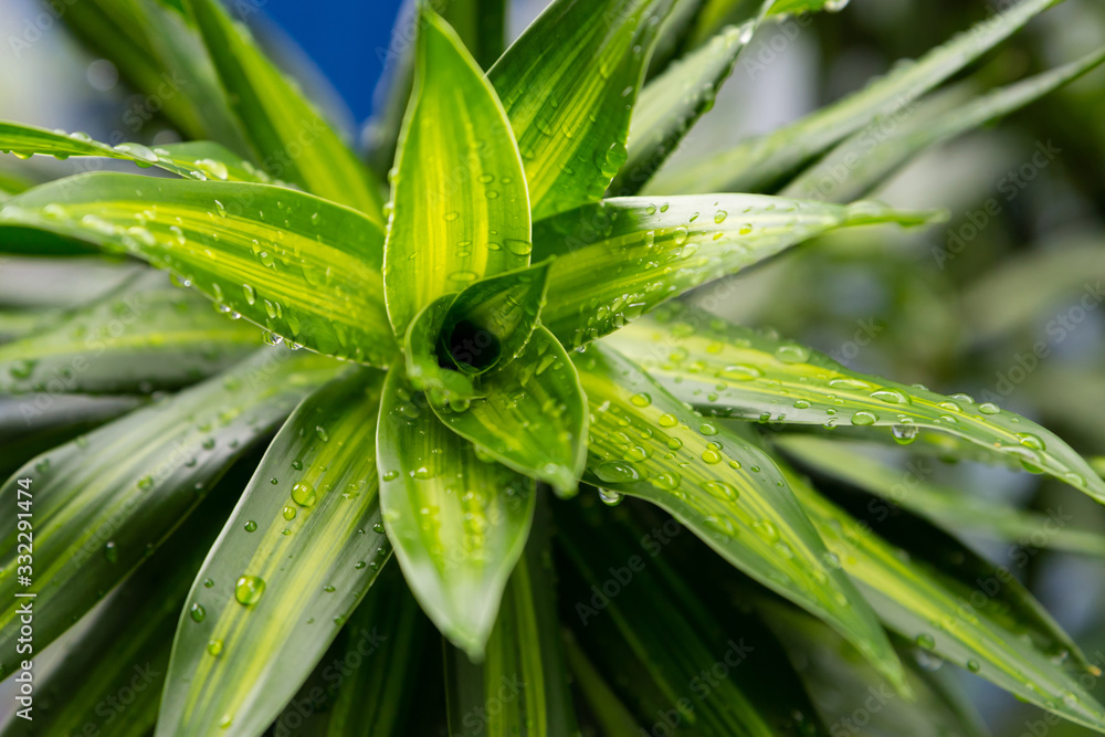 dark green long daylily leaves spring bush close up covered with raindrops dark green long daylily leaves spring bush close up covered with raindrops