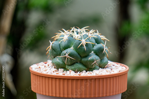 Photography Coryphantha elephantidens or Elephant's Tooth or Starry Ball is endemic to Mexic