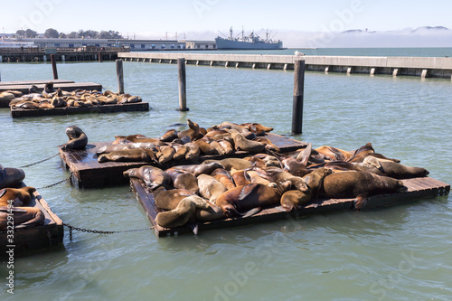 View of several seals sunning on Pier 38 in the city of San Francisco on a sunny winter day, California.
