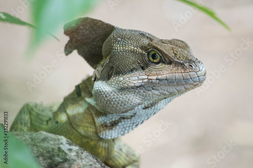 cabeza de lagarto de imagen prehistórica mirando con el ojo derecho
