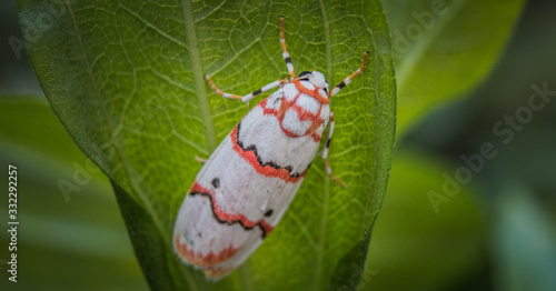 Close up of beautiful butterfly moth (cyana) on green leaf