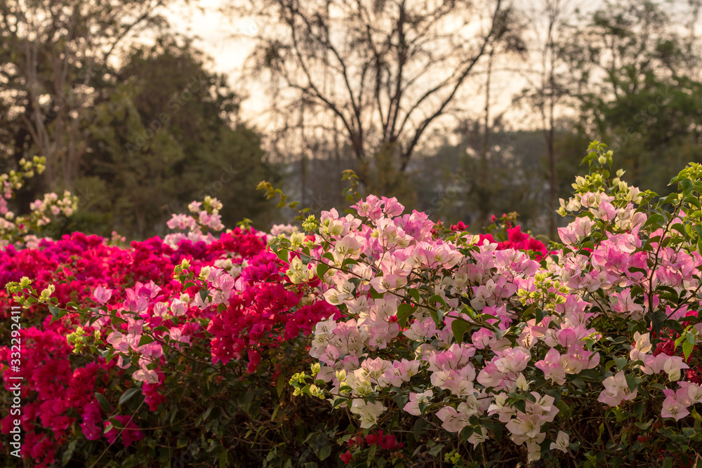 Beautiful bougainvillea flowers bloom with blurred trees.
