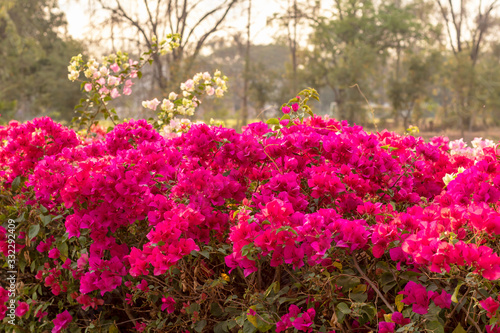 Fototapeta Naklejka Na Ścianę i Meble -  Beautiful bougainvillea flowers bloom with blurred trees.
