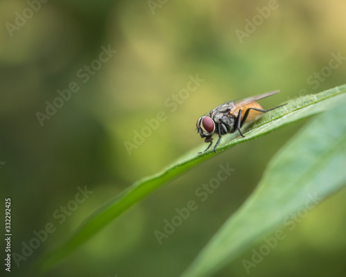 Housefly insect sitting on flower leaf with nature background