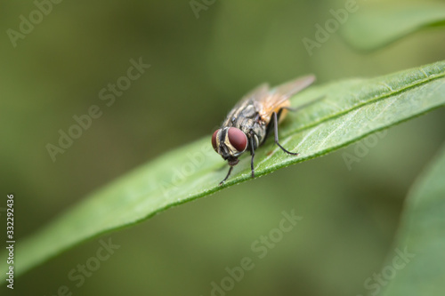 Housefly insect sitting on flower leaf with nature background