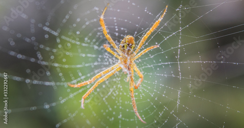 Close up of Spider on Net with blurred nature background