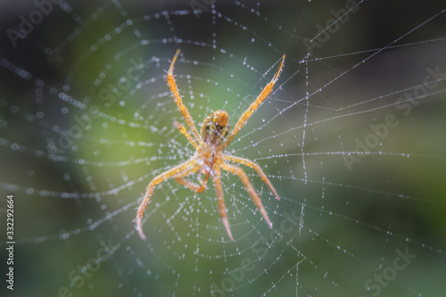 Close up of Spider on Net with blurred nature background