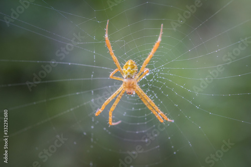 Close up of Spider on Net with blurred nature background