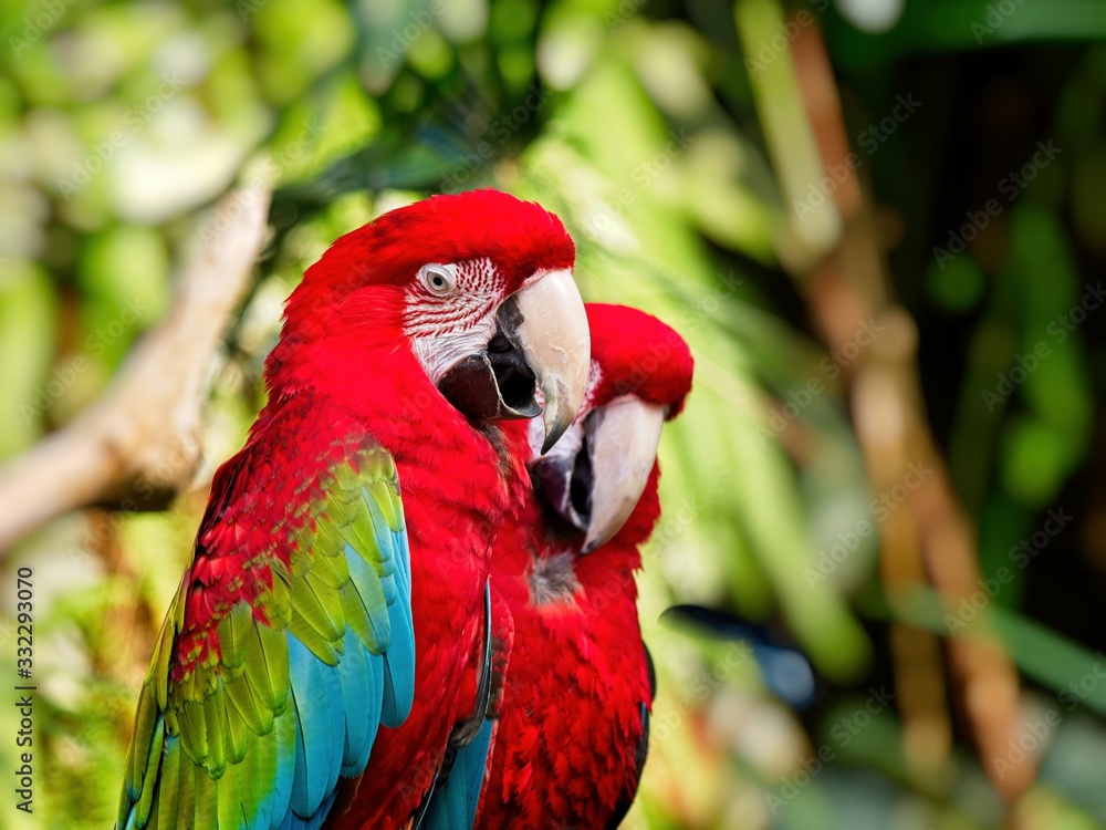 Two green-winged macaws perched among lush greenery