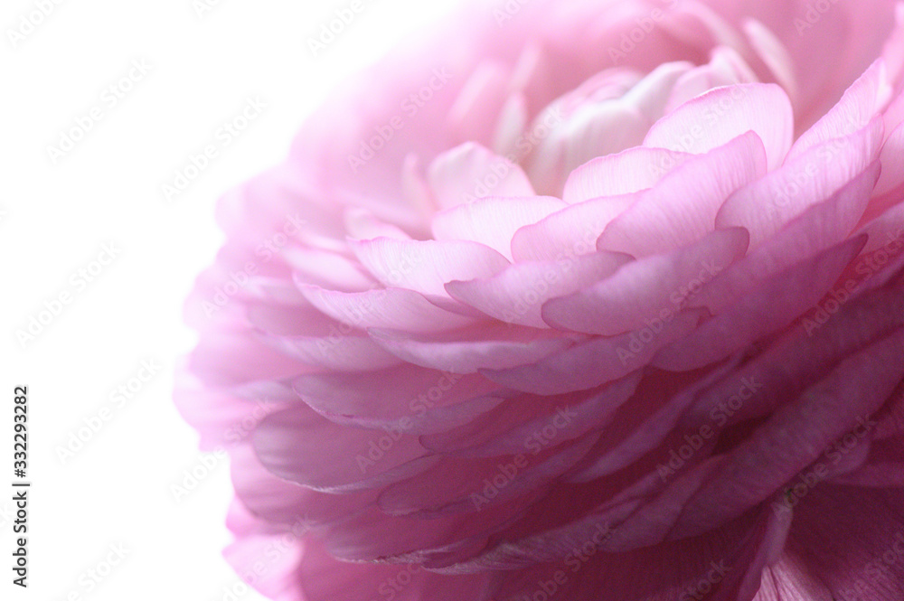 Close up of pink ranunculus buttercup flower with separated petals gradient shades of pink 