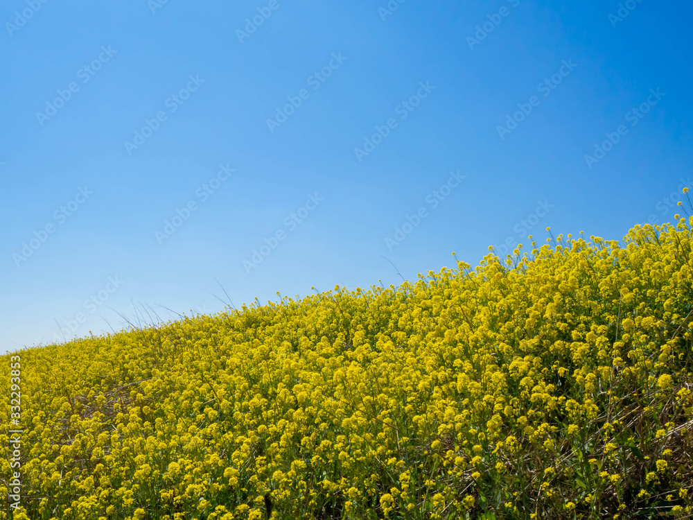 青く澄んだ空と満開の菜の花