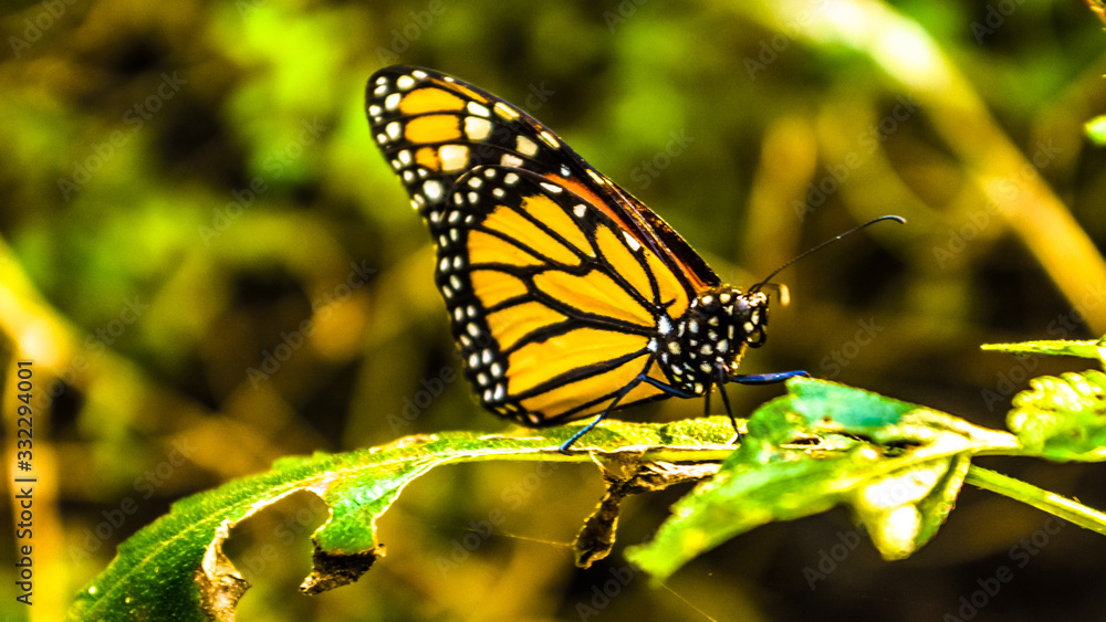 Fototapeta premium butterfly on flower