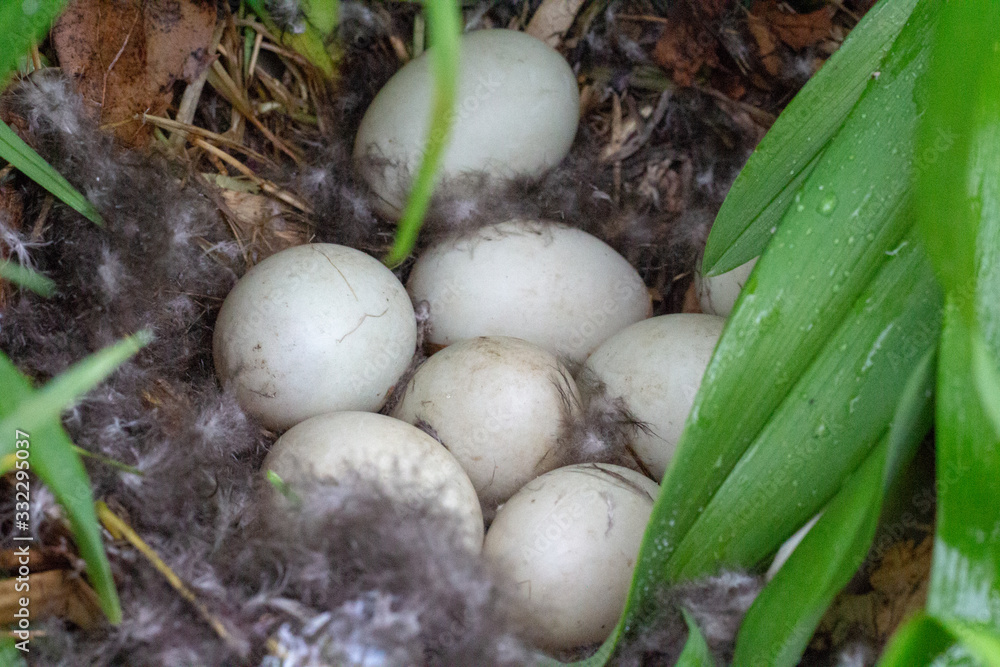 Duck egg in the wild bird eggs Duck egg in the wild bird eggs