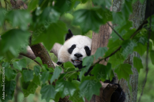 giant panda climbing a tree in china