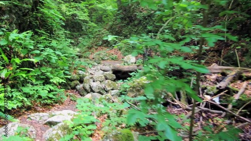 View of water streamflow in the rain forest. Water stream with lush green forest in the background. photo