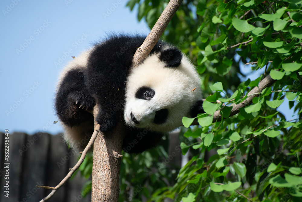 Fototapeta premium giant panda resting in a natural space