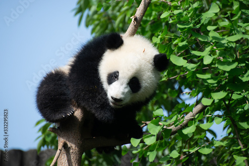 giant panda resting in a natural space