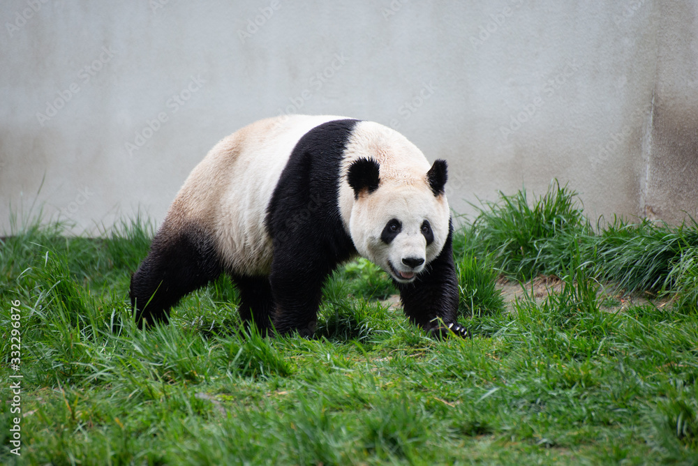 Fototapeta premium giant panda walking in an enclosure in sichuan china