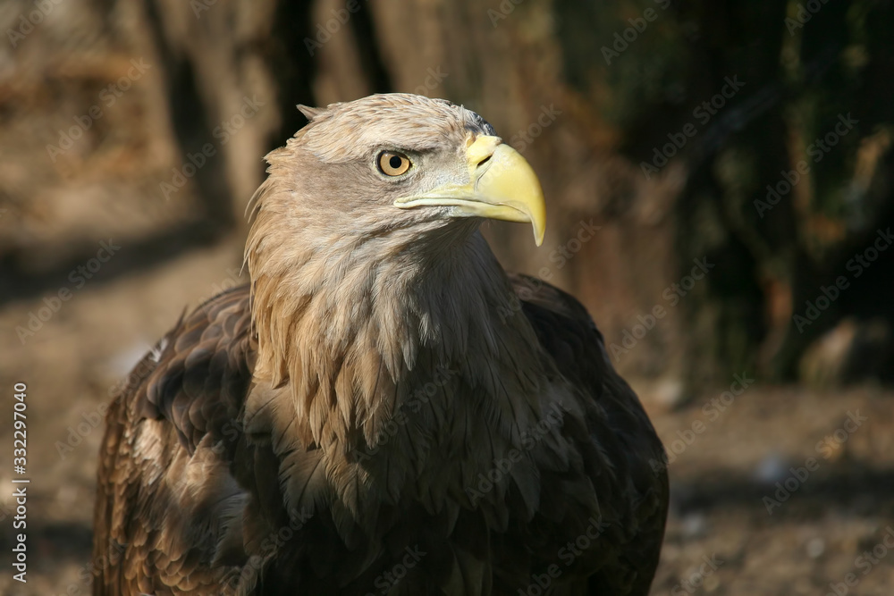 adult eagle looks away with interest. Birds and wildlife. adult eagle looks away with interest. Birds and wildlife.