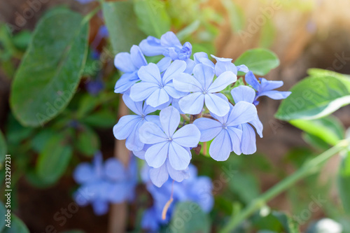 Obraz na plátně Beautiful blue cape leadwort or white plumbago with sunlight in the garden  on blur nature background, Is a Thai herb and contains prevent cancer substances and nourishes the heart